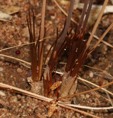 Bulbinella divaginata, photograph 4