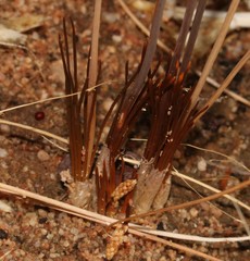Bulbinella divaginata, photograph (c) Brian du Preez, some rights reserved (CC BY-SA)