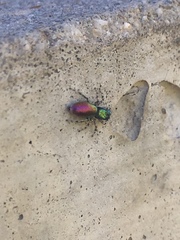 Salticus peckhamae