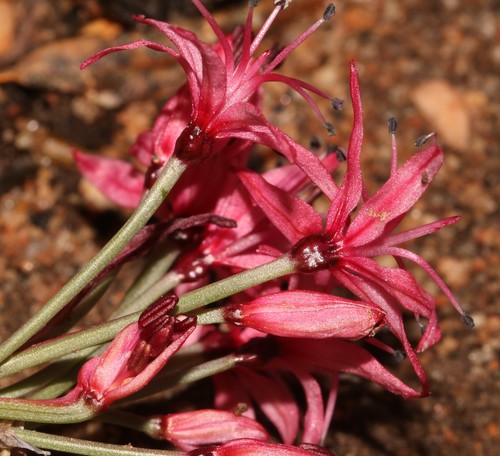 Image of Hessea breviflora by (c) Brian du Preez, some rights reserved (CC BY-SA)
