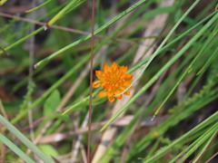 Polygala lutea