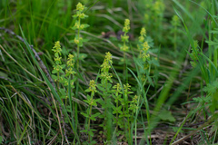 Cruciata glabra krylovii