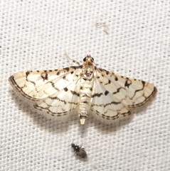 Hileithia rehamalis