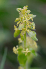 Cruciata glabra krylovii