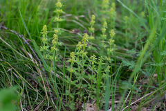 Cruciata glabra krylovii