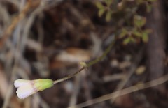 Oxalis dentata