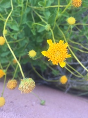 Encelia resinifera