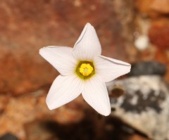 Oxalis ebracteata