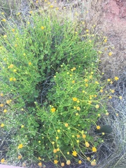 Encelia resinifera