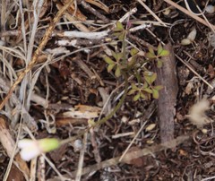 Oxalis dentata