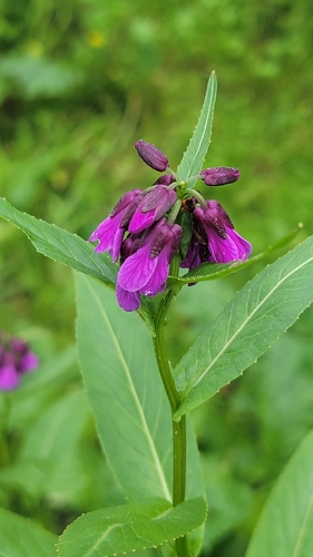 Cardamine violacea
