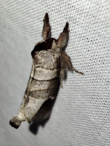 Clostera curtula