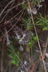 Metalasia pulchella