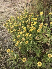 Helichrysum setosum