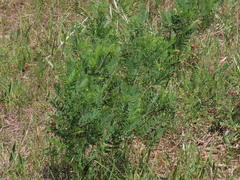 Tephrosia virginiana