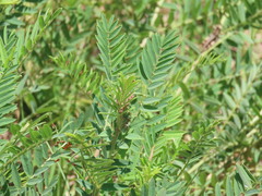 Tephrosia virginiana