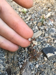 Phacelia rotundifolia