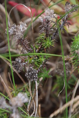 Metalasia pulchella