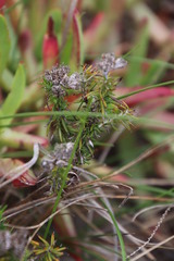 Metalasia pulchella