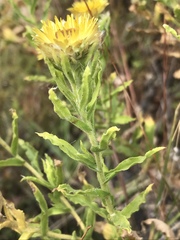 Helichrysum setosum