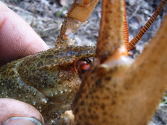 Pontastacus leptodactylus