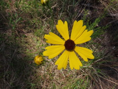 Coreopsis falcata