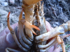 Pontastacus leptodactylus