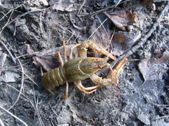 Pontastacus leptodactylus