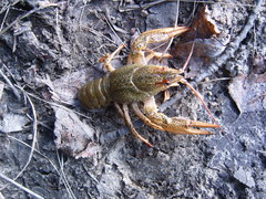 Pontastacus leptodactylus