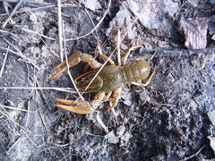 Pontastacus leptodactylus