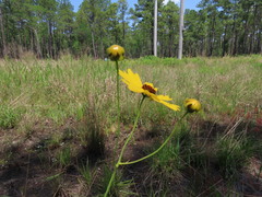 Coreopsis falcata