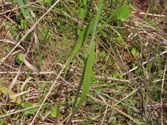 Coreopsis falcata