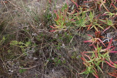 Metalasia pulchella
