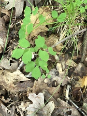 Thalictrum thalictroides