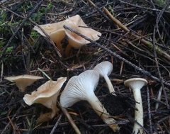 Infundibulicybe squamulosa