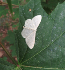 Scopula floslactata