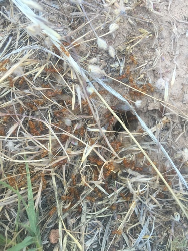 Western Citronella Ant photo 3