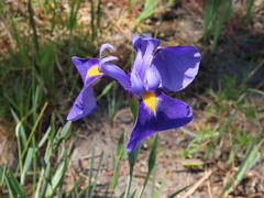 Iris tridentata