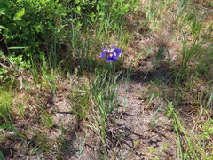Iris tridentata
