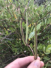Cryptolepis oblongifolia
