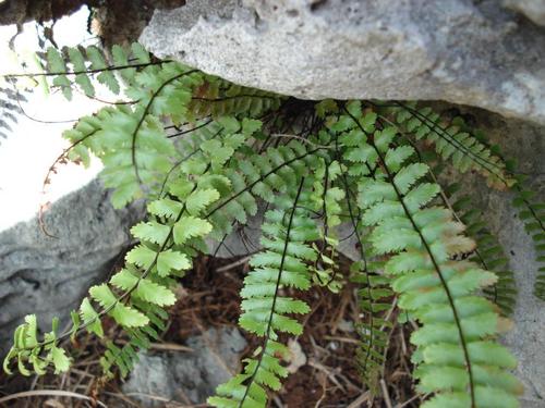 Image of Asplenium heterochroum by (c) Alison Copeland, some rights reserved (CC BY)