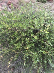 Cryptolepis oblongifolia