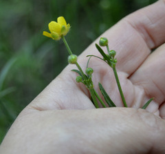 Ranunculus acris