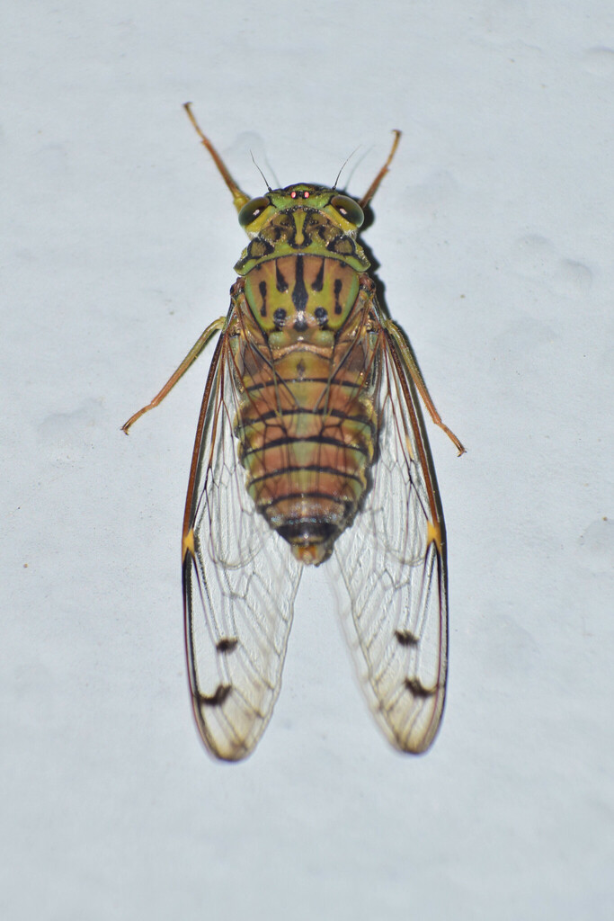 Indopurana cheeveeda
