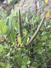 Cryptolepis oblongifolia
