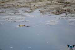 Thamnophis proximus rutiloris
