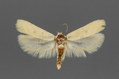 Frumenta nephelomicta