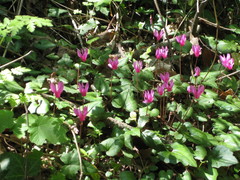Cyclamen repandum