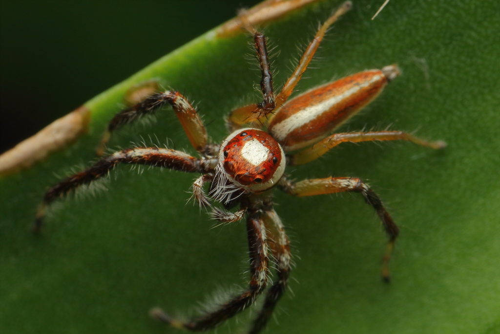 Telamonia