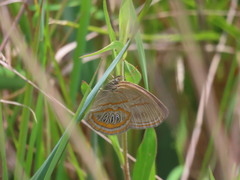 Neonympha areolatus